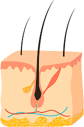 Catagen (Transition)