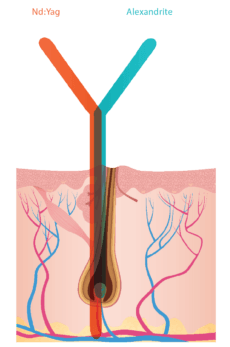 image1-230x368-2 BLEND X technology infographics